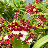 Oncidium Aka Baby 'Raspberry Chocolate' HCC/AOS