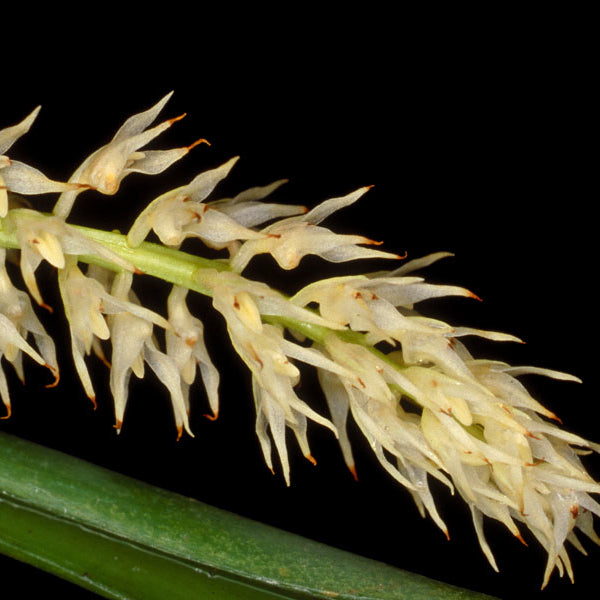 Bulbophyllum apodum
