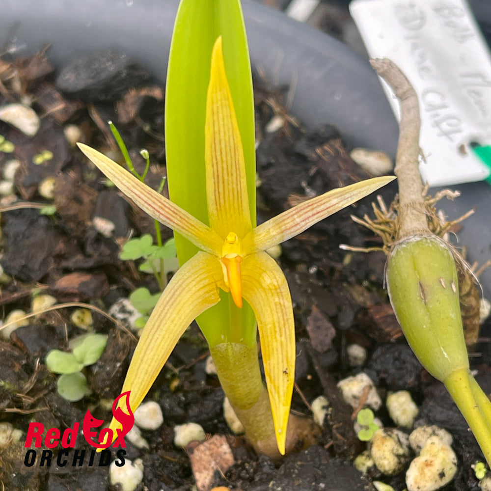 Bulbophyllum Memoria Dianne Clift