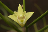 Dendrobium clavatum