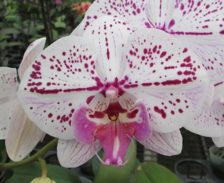 Phalaenopsis Allura 'Annunaki'