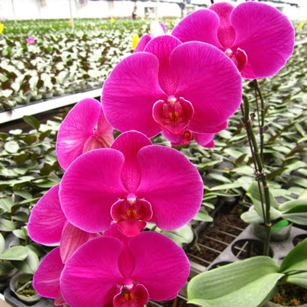 Phalaenopsis Big Chilli 'The Legend'