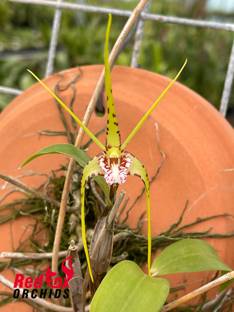 Dendrobium tetragonum