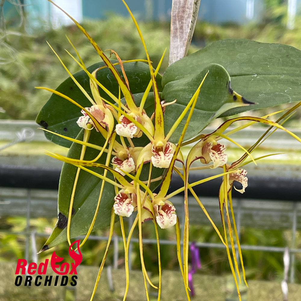Dendrobium tetragonum