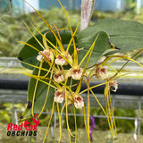 Dendrobium tetragonum