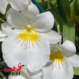 Miltoniopsis Sunglow 'Amazing'