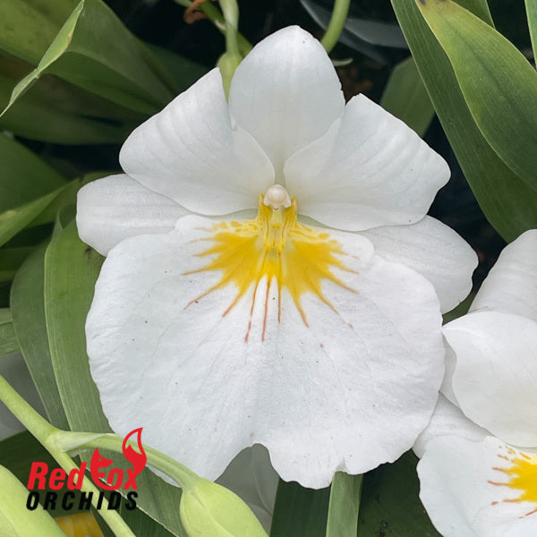 Miltoniopsis Sunglow 'Amazing'