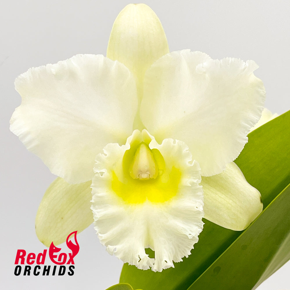 Cattleya Orchid - Rhyncholaeliocattleya Bernadine Kennedy 'White Jewel'