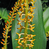 Bulbophyllum deceptum