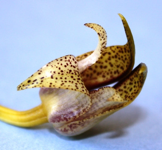 Bulbophyllum gerlandiana