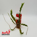 Dendrobium aloifolium