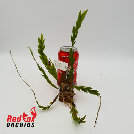 Dendrobium aloifolium