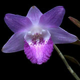 Dendrobium lancifolium