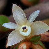 Eria velutina