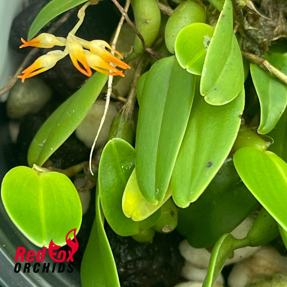 Bulbophyllum chrysendentum