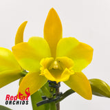 Brassolaeliocattleya Destiny 'Dixon'