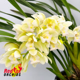 Cymbidium Sarah Jean 'Ice Cascade'