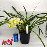 Cymbidium Sarah Jean 'Ice Cascade'