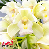 Cymbidium Sarah Jean 'Ice Cascade'