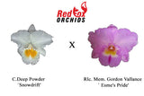 Cattleya Deep Powder `Snowdrift' x Rlc. Mem. Gordon Vallance `Esme's Pride'
