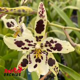 Beallara Snowblind 'Sweetspots'