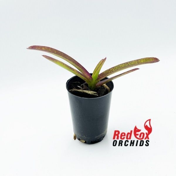 Vanda (gordon Dillon x Rattana)
