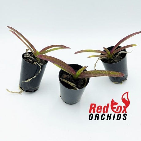 Vanda (gordon Dillon x Rattana)