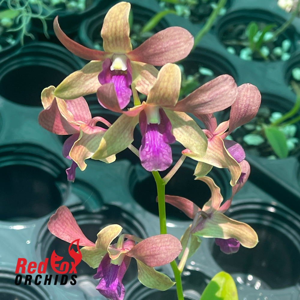 Dendrobium (CKAii x lasianthera)