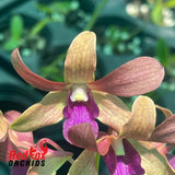 Dendrobium (CKAii x lasianthera)