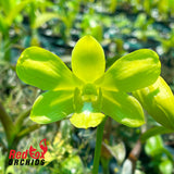 Dendrobium Thongchai Gold 'Pure Gold #2'