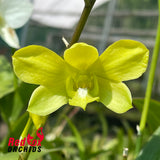 Dendrobium Thongchai Gold 'Pure Gold #2'