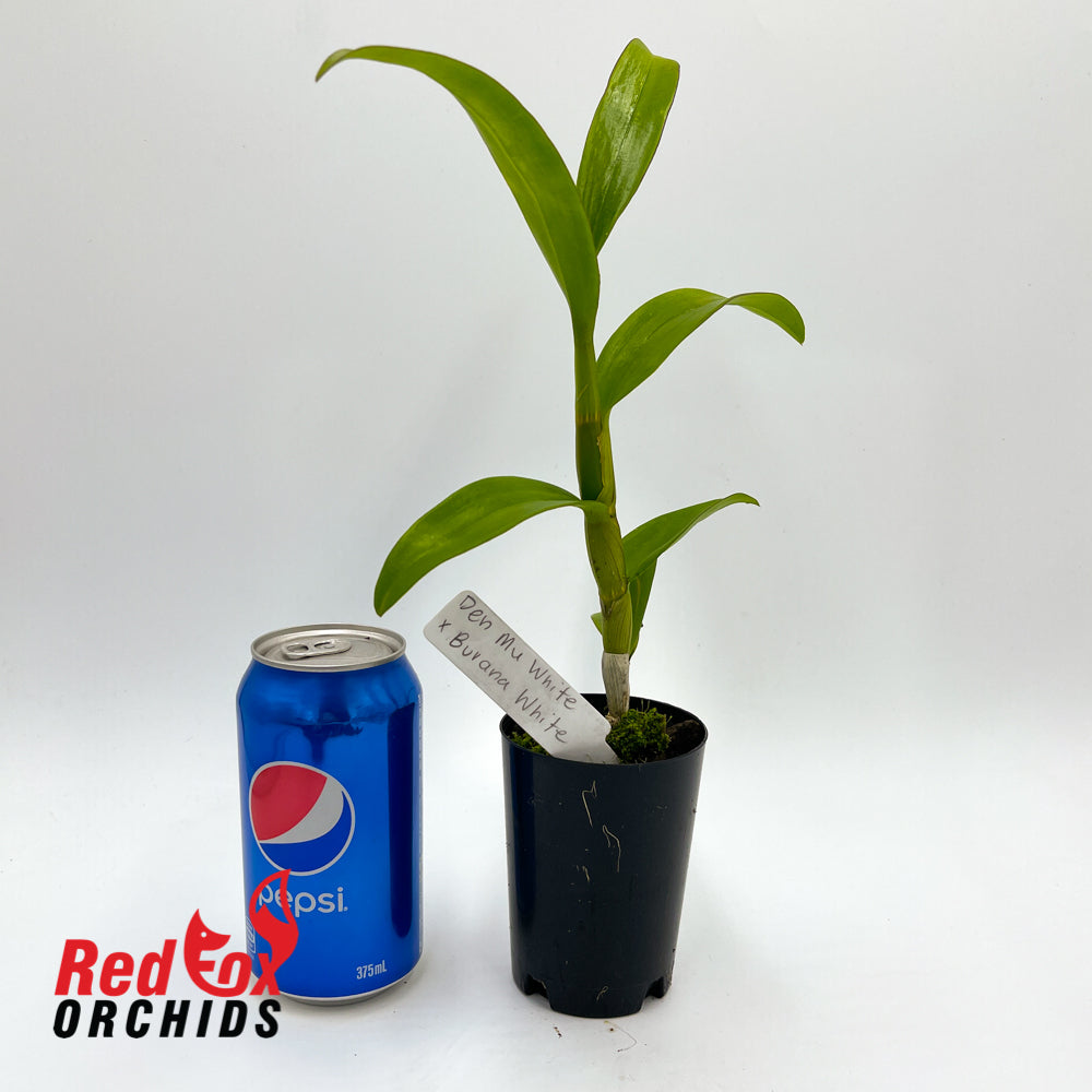 Dendrobium (Mu White x Burana White)