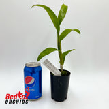 Dendrobium (Mu White x Burana White)