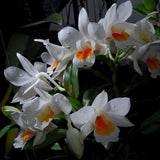 Dendrobium Roongkamol x Dawn Maree