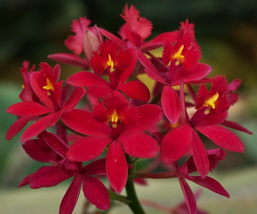 Epidendrum Star Valley 'Kagaritbi'