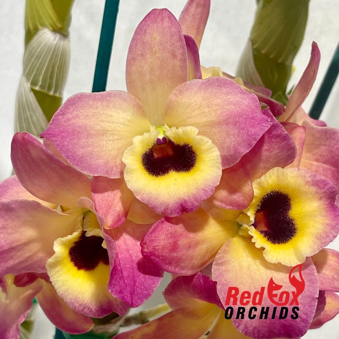 Dendrobium Oriental Smile Butterfly
