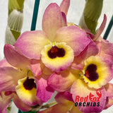 Dendrobium Oriental Smile Butterfly