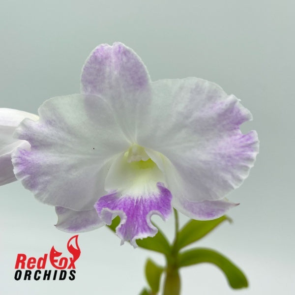Dendrobium White Comet