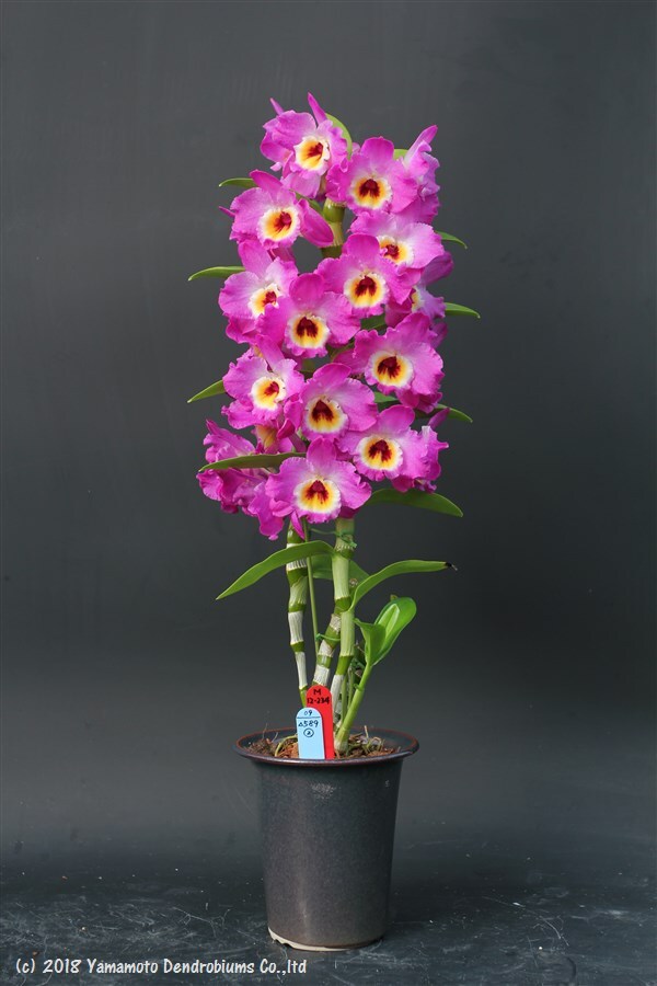 Dendrobium Bridal Red 'Celebration'