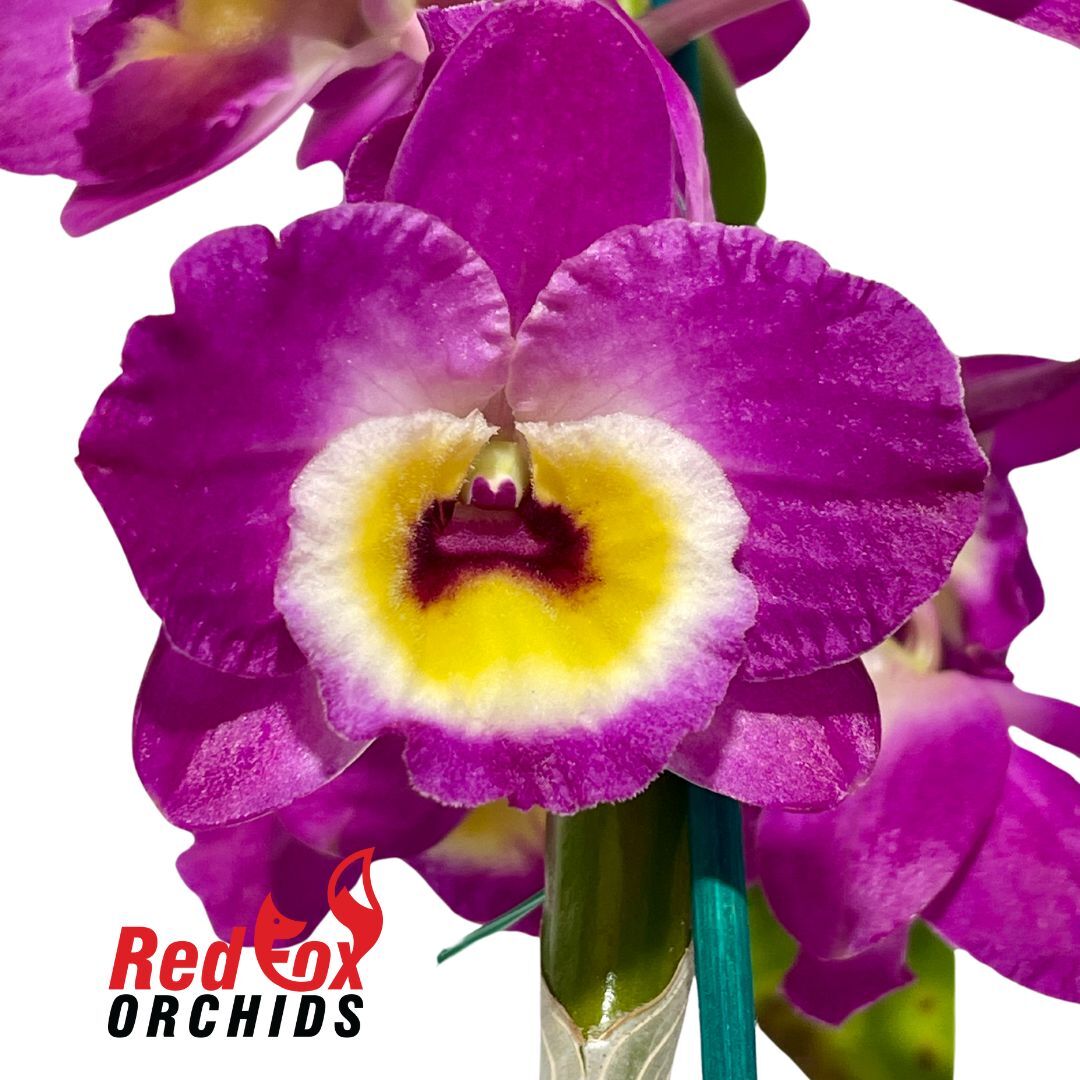 Dendrobium Bridal Red 'Celebration'