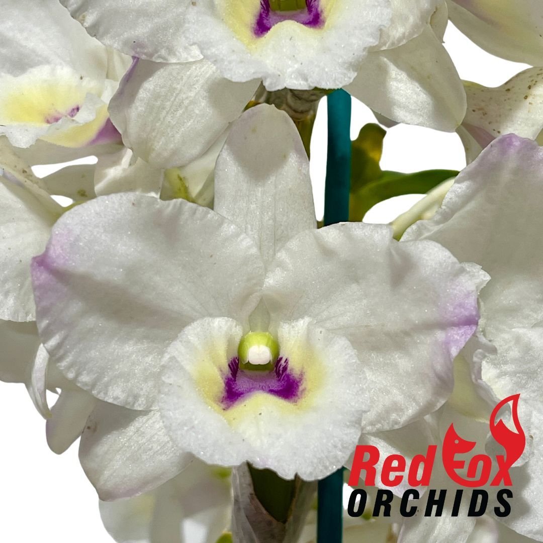 Dendrobium My Melody 'Luminous'