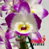 Dendrobium Millionaire 'Fine Dream'