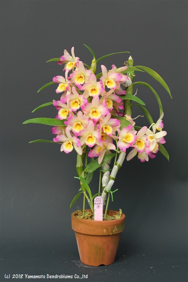 Dendrobium Makana