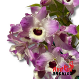Dendrobium Angel Love 'Stream'