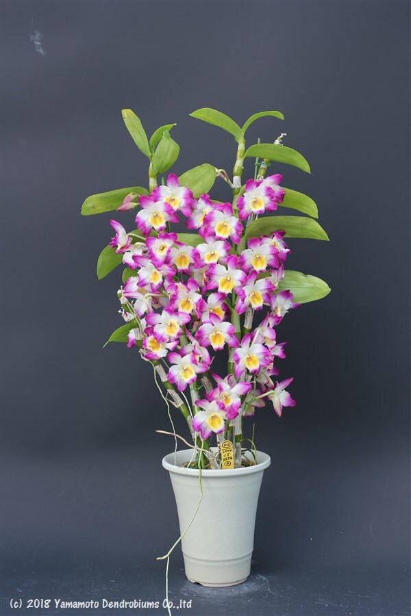 Dendrobium Pretty Angel Lisa