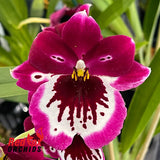 Miltoniopsis Lennart Karl Gottling 'Red Rim'