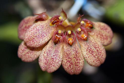 Bulbophyllum andersonii