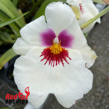 Miltoniopsis Amber's Charm 'Cream Puff'