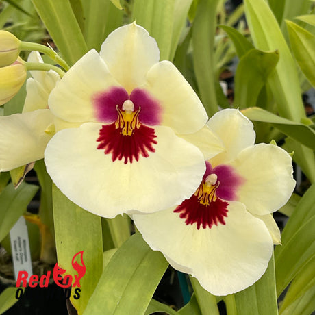 Miltoniopsis Amber's Charm 'Cream Puff'