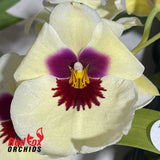 Miltoniopsis Amber's Charm 'Cream Puff'